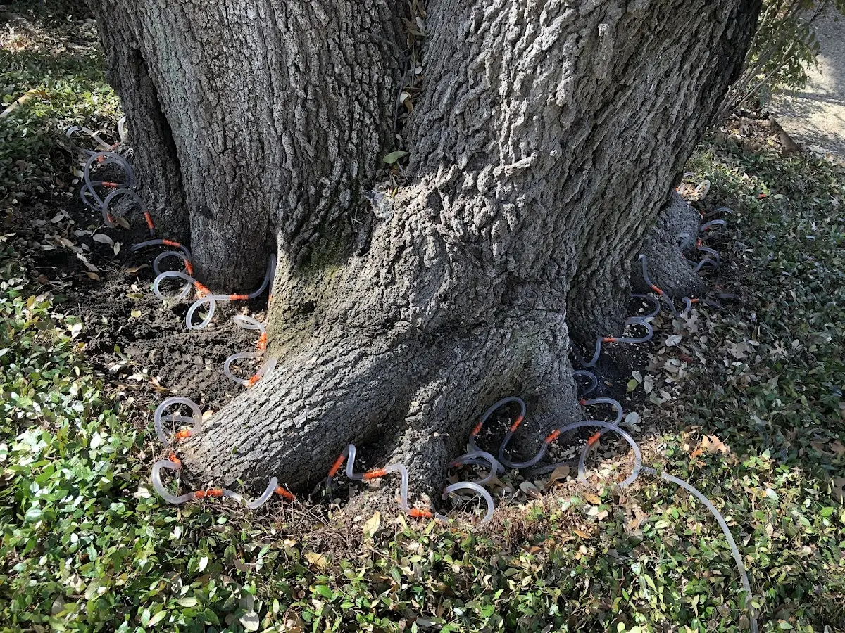 Detailed Tree Cabling and Bracing job site in Delavan