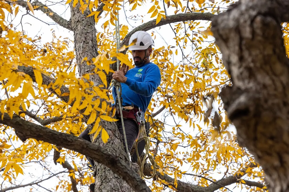 Skilled Tree Trimming crew working in Delavan